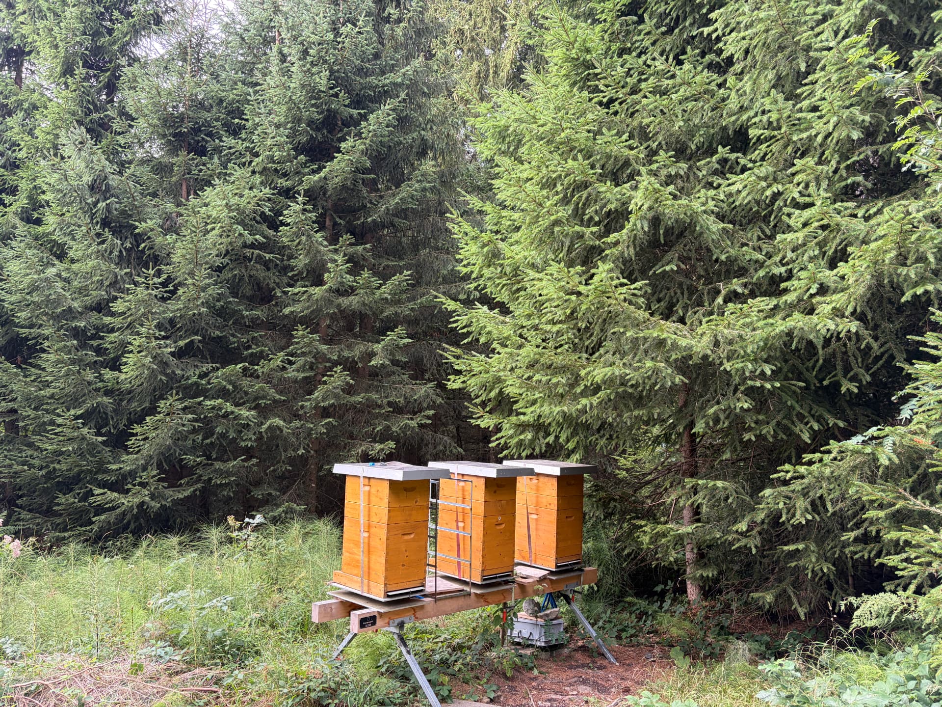 Bienenkästen am Waldrand im Alpthal